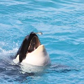 Marineland - Orgues - 024